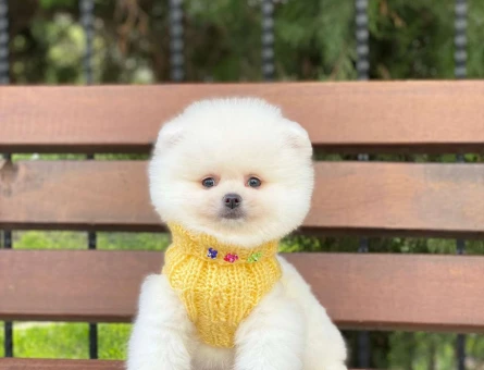 Dişi Pomeranian Boo Teddy Bear Face Dişi Yavrumuz