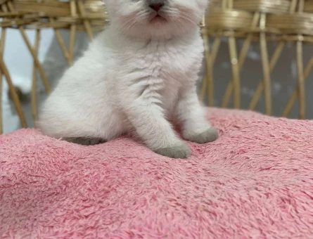 British Shorthair Blue Point Yavrularımız