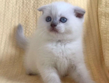 ERKEK VE DİŞİ BLUEPOİNT SCOTTİSH FOLD