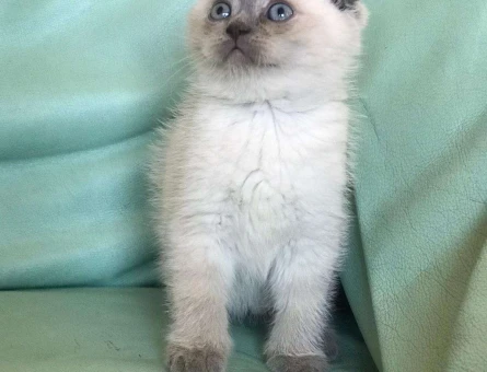 SAFKAN SCOTTİSH FOLD BLUEPOİNT YAVRUMUZ