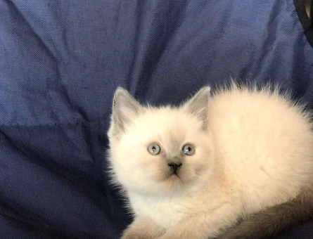 EN GÜZEL RENK BRİTİSH YAVRUSU