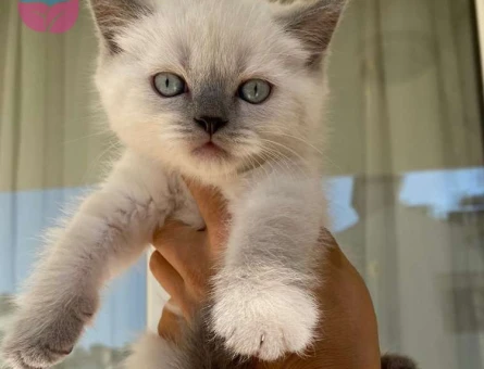 Muhteşem Güzellikteki Erkek Blue Point British Yavrumuz