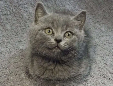 HARİKA DİŞİ VE ERKEK BRİTİSH SHORTHAİR YAVRULARI