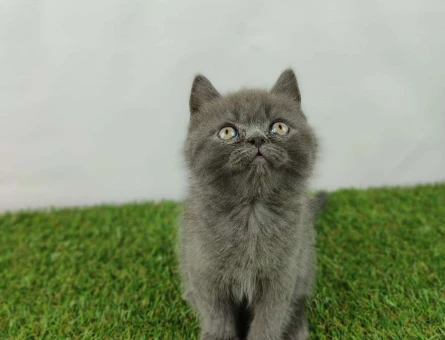 British Shorthair 2 Aylık Safkan Erkek Yavrumuz