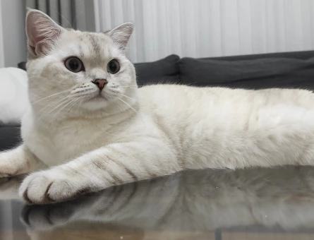 British Shorthair Latte yeni yuvasını arıyor
