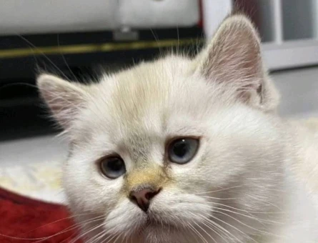 British Longhair Oğlumuza Aile Arıyoruz