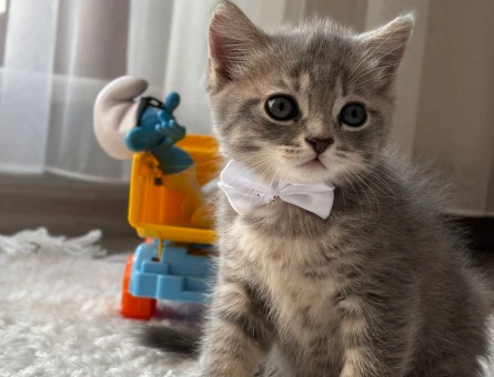 British Shorthair 50 Günlükler