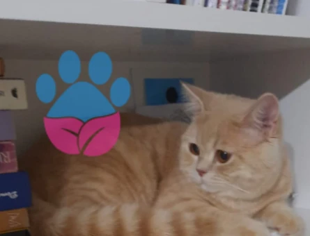 Safkan British Shorthair  9 Aylık