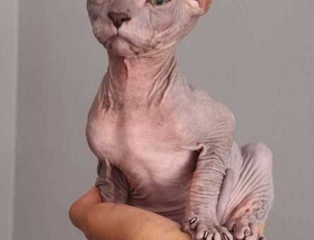 Yavru Safkan 2 Aylık Sfenks Yavrularımız