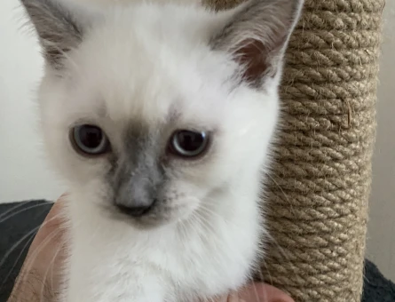 British  2 Aylık Yavru dişi