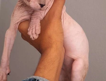 Yavru Safkan 2 Aylık Sfenks Yavrularımız