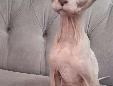 Yavru Safkan 2 Aylık Sfenks Yavrularımız