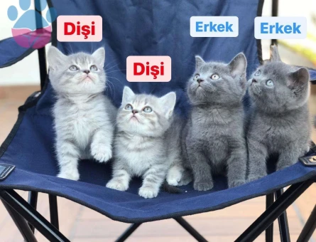 MUHTEŞEM GÜZELLİKTE BRİTİSH SHORTHAİR YAVRULAR