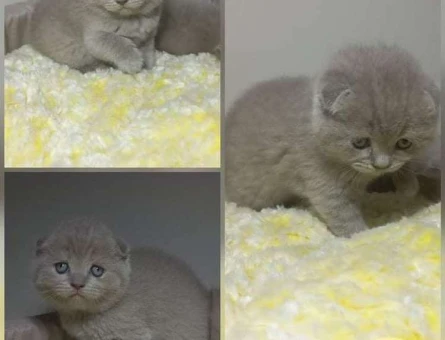 A Kalite Scottish Fold 2 Aylık Dişi Yavrumuz