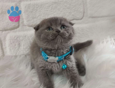 2 Aylık Safkan Scottish Fold Yavrularımız