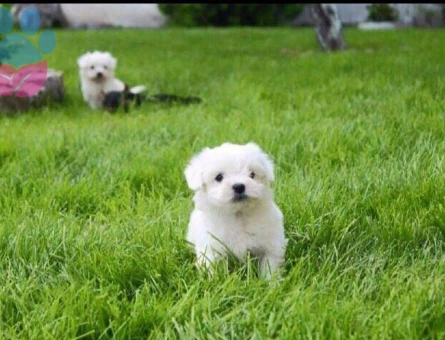 İstanbul&#8217;da Maltese Yavrularımız Yeni Sahibini Bekliyor