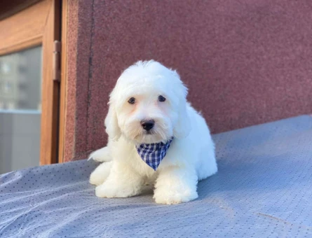 Safkan Irk Maltese Yavrularımız