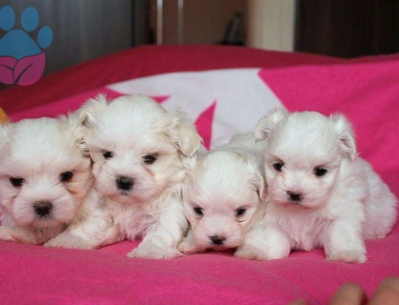 0 Numara Safkan Yavru Maltese Terrier