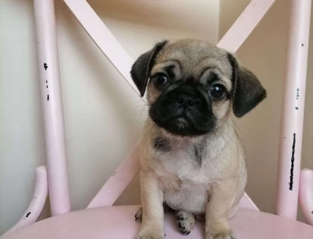 Safkan Gül Kuyruk Dişi ve Erkek Pug Mops Yavrularımız