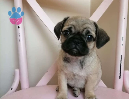 Safkan Gül Kuyruk Dişi ve Erkek Pug Mops Yavrularımız