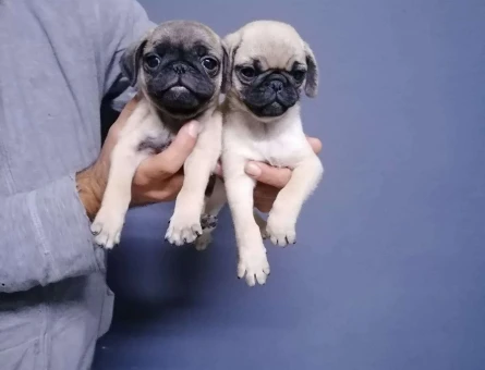 Gül Kuyruk Pug Dişi ve Erkek Yavrularımız