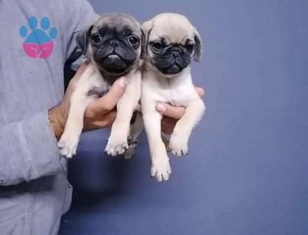 Gül Kuyruk Pug Dişi ve Erkek Yavrularımız