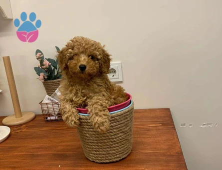 Red brown toy poodle dişi ve erkek yavrularımız