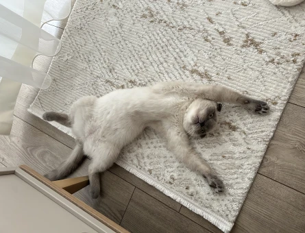 Scottish Fold 6 Aylık Erkek