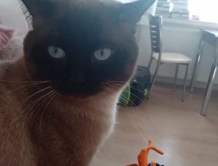 Sevimli ve zeki Siyam kedimizi ücretsiz sahiplendirmek istiyoruz.