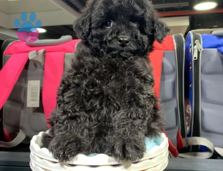 Dişi ve Erkek Siyah Poodle Yavrularımız