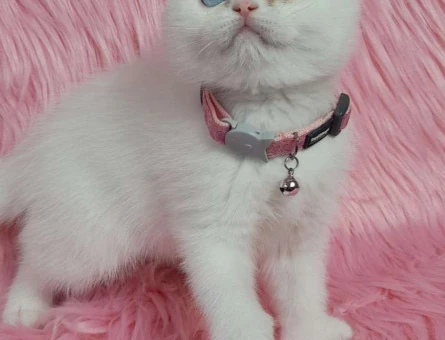 Mükemmel Safkan Scottısh Fold Yavrularımız