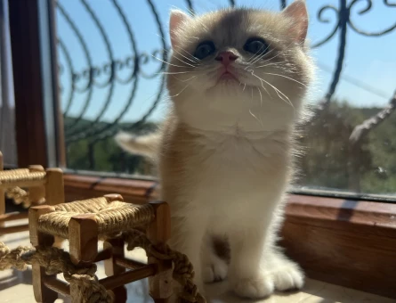 Saf Kan Secereli British Sorthair Erkek Yavrular