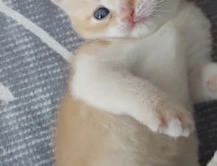 British Shorthair BY12 kod 2,5 aylık Yuva Arıyor