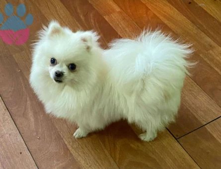 KAR BEYAZ 7 AYLIK POMERANİAN OĞLUMUZ