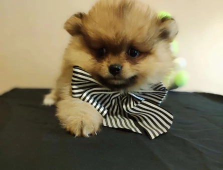 KIZIL RENKLİ HARİKA POMERANİAN DİŞİ YAVRULARIMIZ