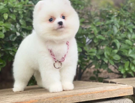 Pomeraian Boo Teddy Bear En Muhteşem Rengi