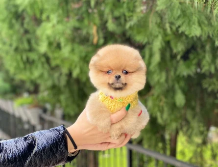 En Güzel Renk Pomeranian Boo Dişi