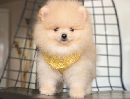 Ayı Surat Dişi Pomeranian Boo