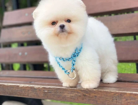 Harika Beyaz Pomeranian Boo 2 Aylık