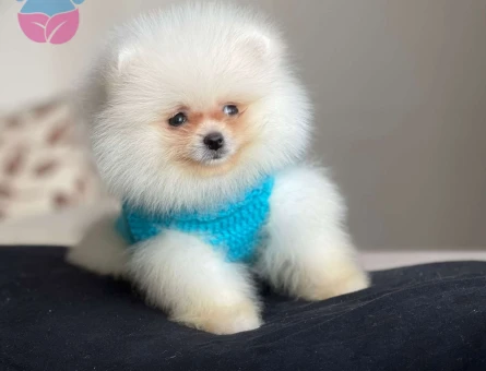 A+ Kalite Pomeranian boo Dişi ve Erkek