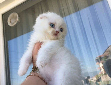 Scottish Fold Yavrular
