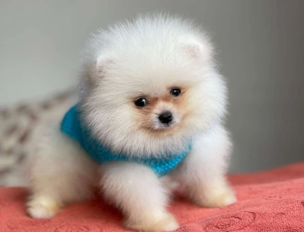 Erkek ve Dişi Safkan Pomeranian Boo