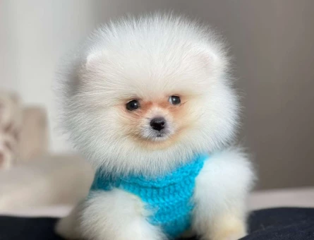 Harika Güzellikte Pomeranian Boo 2 Aylık