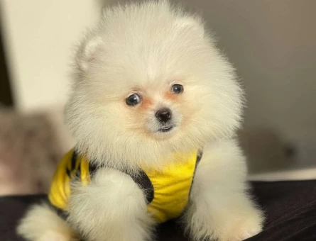 Safkan Dişi ve Erkek Pomeranian boo Yavrularımız