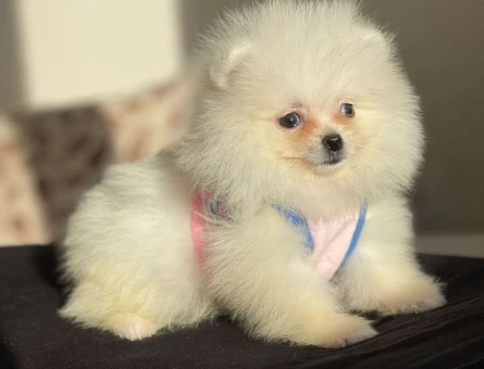 Dişi ve Erkek Pomeranian Boo Yavrularımız