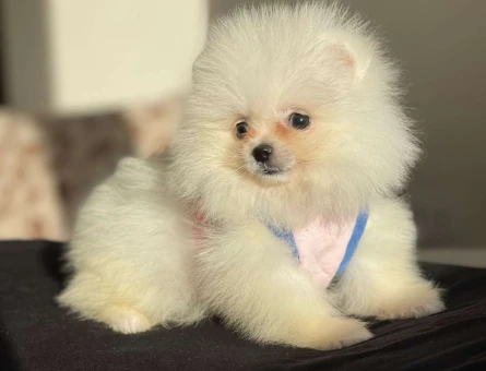Orjinal Teacup Pomeranian Boo Dişi ve Erkek