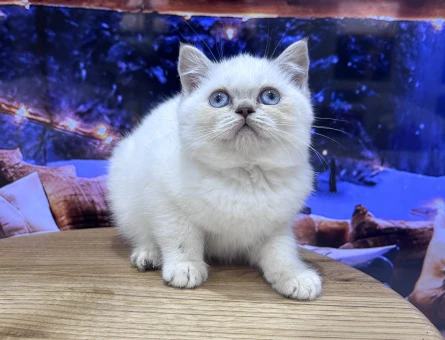 Efsane güzellikte ayıcık suratlı Pofidik yavrular