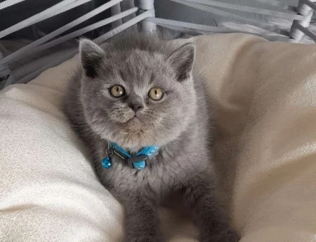 British Shorthair Dişi ve Erkek Yavrular