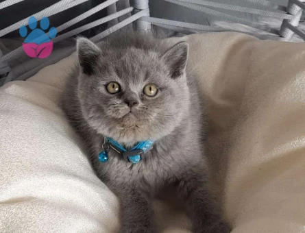 British Shorthair Dişi ve Erkek Yavrular