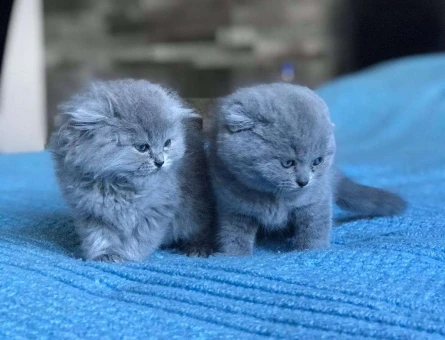 ERKEK VE DİŞİ SCOTTİSH FOLD YAVRULARIMIZ